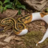 Fire-Piebald-Königspython, Python regius