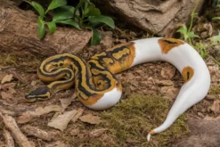 Fire-Piebald-Königspython, Python regius
