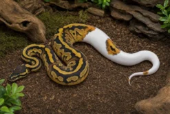 Fire-Piebald-Königspython, Python regius