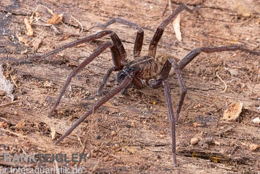 Fishing Spider, Dolomedes sp. Nigeria