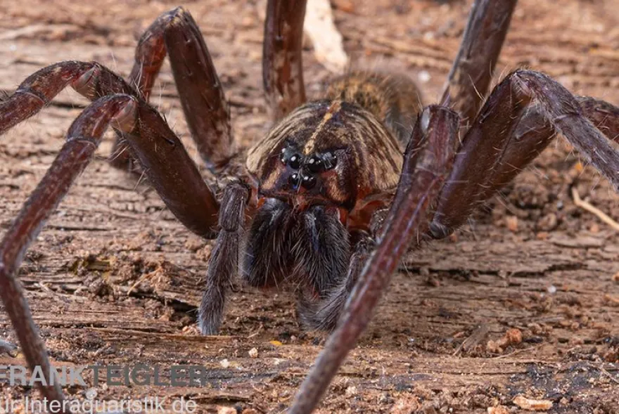Fishing Spider, Dolomedes sp. Nigeria