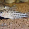 Flaggenschwanz-Panzerwels, Corydoras robinae, 3-5 cm