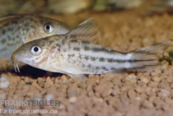 Flaggenschwanz-Panzerwels, Corydoras robinae, 3-5 cm