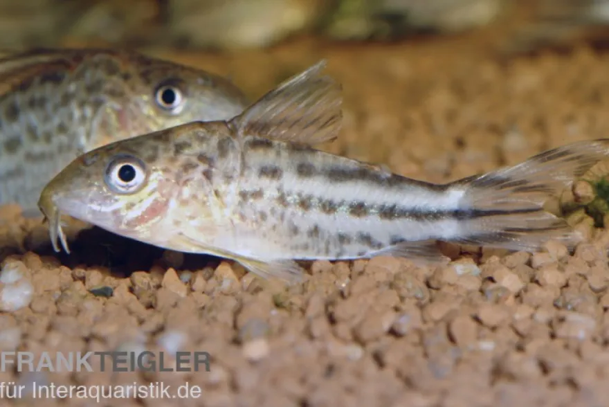 Flaggenschwanz-Panzerwels, Corydoras robinae, 3-5 cm