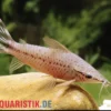Flaggenstreifen-Schwielenwels, Dianema urostriatum, 7-8 cm