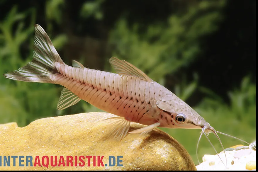 Flaggenstreifen-Schwielenwels, Dianema urostriatum, 7-8 cm