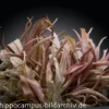 Flamingo-Wasserkelch, Cryptocoryne sp. "Flamingo", im Topf