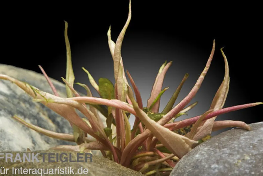 Flamingo-Wasserkelch, Cryptocoryne sp. "Flamingo", im Topf