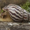 Flammende Hausschnecke, Limicolaria flammea