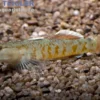 Flammengrundel, Rhinogobius zhoui