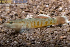 Flammengrundel, Rhinogobius zhoui