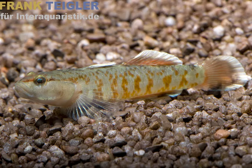 Flammengrundel, Rhinogobius zhoui