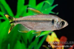 Flammenkongosalmler, Alestopetersius nigropterus