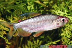 Flammenkongosalmler, Alestopetersius nigropterus
