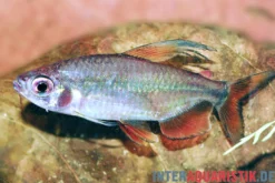 Flammenkongosalmler, Alestopetersius nigropterus