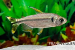 Flammenkongosalmler, Alestopetersius nigropterus
