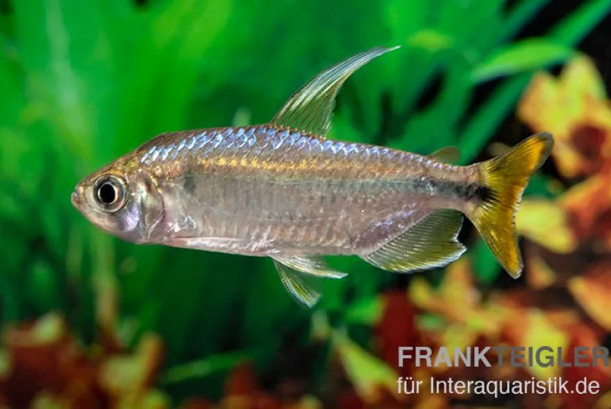Flammenkongosalmler, Alestopetersius nigropterus