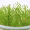 Flammenmoos, Taxiphyllum sp. "Flame", In Vitro