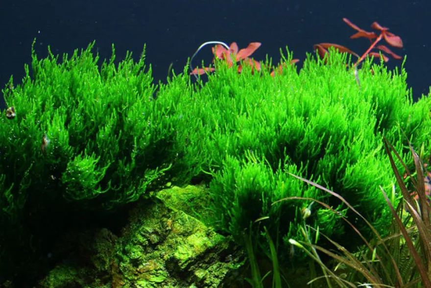 Flammenmoos, Taxiphyllum sp. "Flame", In Vitro