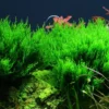 Flammenmoos, Taxiphyllum sp. "Flame", ca. 200 ml