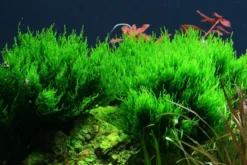 Flammenmoos, Taxiphyllum sp. "Flame", ca. 200 ml