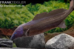 Flaschenmaul-Nilhecht, Mormyrus longirostris (Süßwasserdelfin)