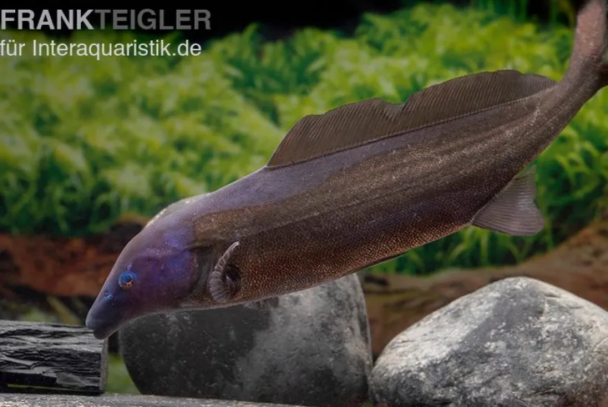 Flaschenmaul-Nilhecht, Mormyrus longirostris (Süßwasserdelfin)