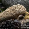 Flashlight-Schnecke, Tylomelania sp. Flashlight