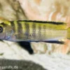 Flavus Maulbrüter, Pseudotropheus (elongatus) flavus, 3-4 cm