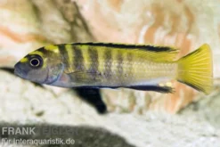 Flavus Maulbrüter, Pseudotropheus (elongatus) flavus, 3-4 cm