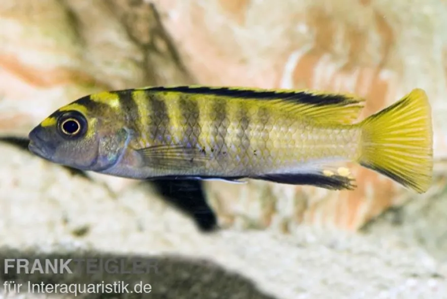 Flavus Maulbrüter, Pseudotropheus (elongatus) flavus, 3-4 cm