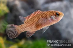 Flächigroter Blaubarsch, Dario hysginon "Black Tiger"