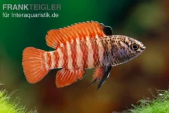 Flächigroter Blaubarsch, Dario hysginon "Black Tiger"