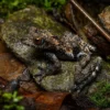 Flechten-Moosfrosch, Theloderma stellatum