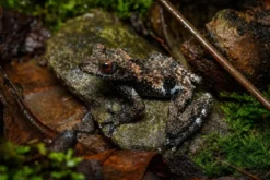 Flechten-Moosfrosch, Theloderma stellatum