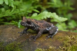 Flechten-Moosfrosch, Theloderma stellatum
