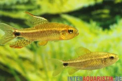 Fleckenschwanzsalmler, Crenuchus spilurus