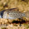 Fleckpanzerwels, Corydoras atropersonatus (Minifisch)