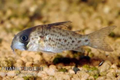 Fleckpanzerwels, Corydoras atropersonatus (Minifisch)