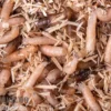 Fleischfliegen Maden, Sarcophagidae sp., 1000 ml