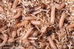Fleischfliegen Maden, Sarcophagidae sp., 1000 ml