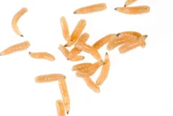 Fleischfliegen Maden, Sarcophagidae sp., 30 g