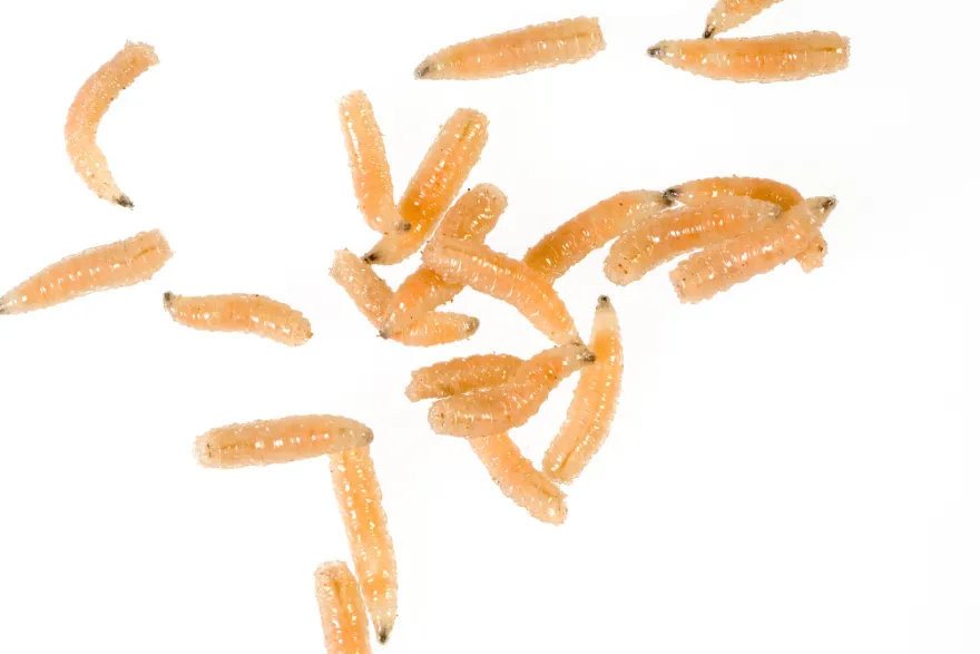 Fleischfliegen Maden, Sarcophagidae sp., 30 g