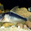 Flügelpanzerwels, Corydoras semiaquilus sp. aff. PERU