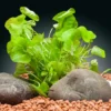 Flipper-Lotus, Nymphoides sp. "Taiwan", In Vitro
