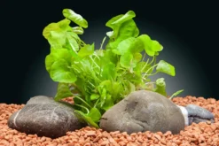 Flipper-Lotus, Nymphoides sp. "Taiwan", In Vitro