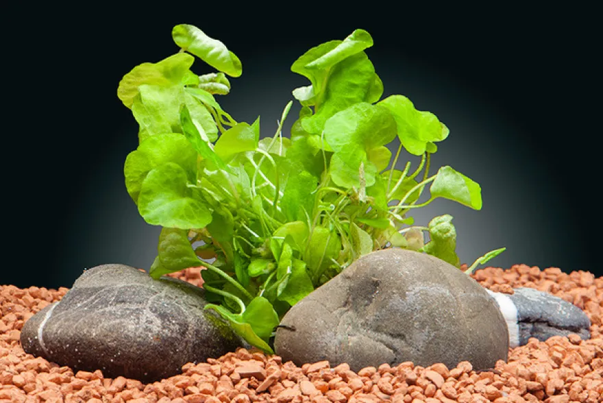 Flipper-Lotus, Nymphoides sp. "Taiwan", In Vitro