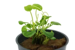 Flipper-Lotus, Nymphoides sp. "Taiwan", im Topf (Auslaufartikel)
