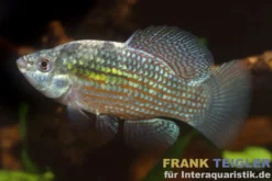 Florida-Flaggenkärpfling, Jordanella floridae (Kaltwasser & Warmwasser)