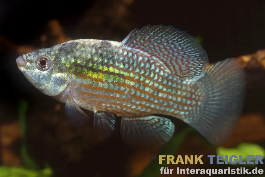 Florida-Flaggenkärpfling, Jordanella floridae (Kaltwasser & Warmwasser)